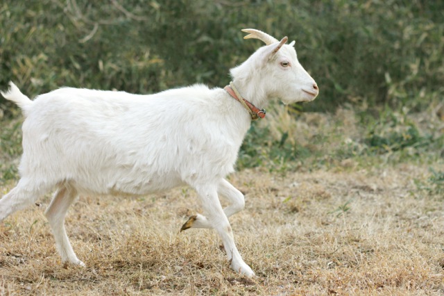 goat-10_mini