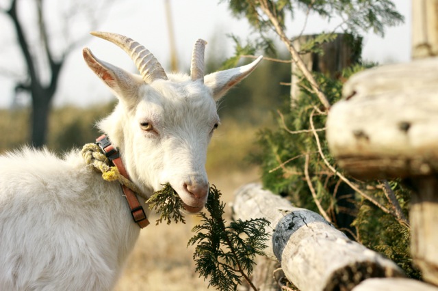 goat-11_mini