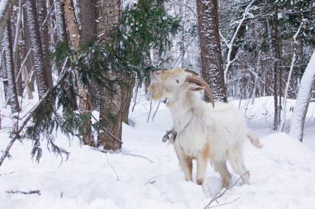 goat-12_mini